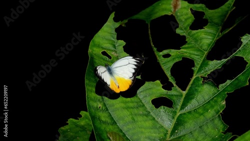 Flapping it wings gently, the Orange Gull Cepora judith, is on top of a leaf filled with holes, inside Khaeng Krachan National Park in Thailand. photo