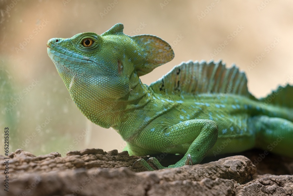 Obraz premium green basil