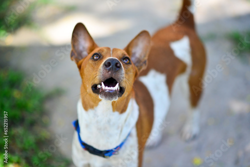 Foto Young brown white mix-dog Look up at huge garden