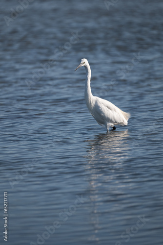 great white egret