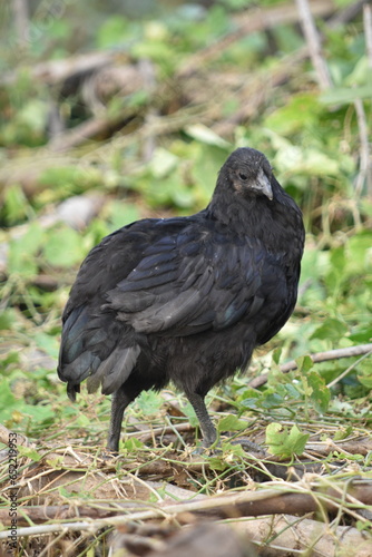 Kadaknath Kali Masi Fully Black Chicken Breed in Backyard Farm Foraging  Living  Roosting and Fighting