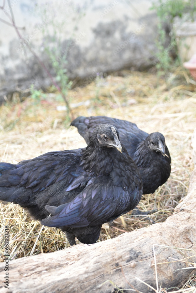 Fototapeta premium Kadaknath Kali Masi Fully Black Chicken Breed in Backyard Farm Foraging, Living, Roosting and Fighting