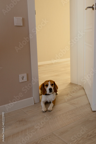 The beagle lies at the door of the house. The dog lies in the doorway and guards the house.