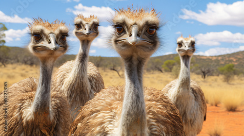 Group of Emu birds in the wild © Gefer