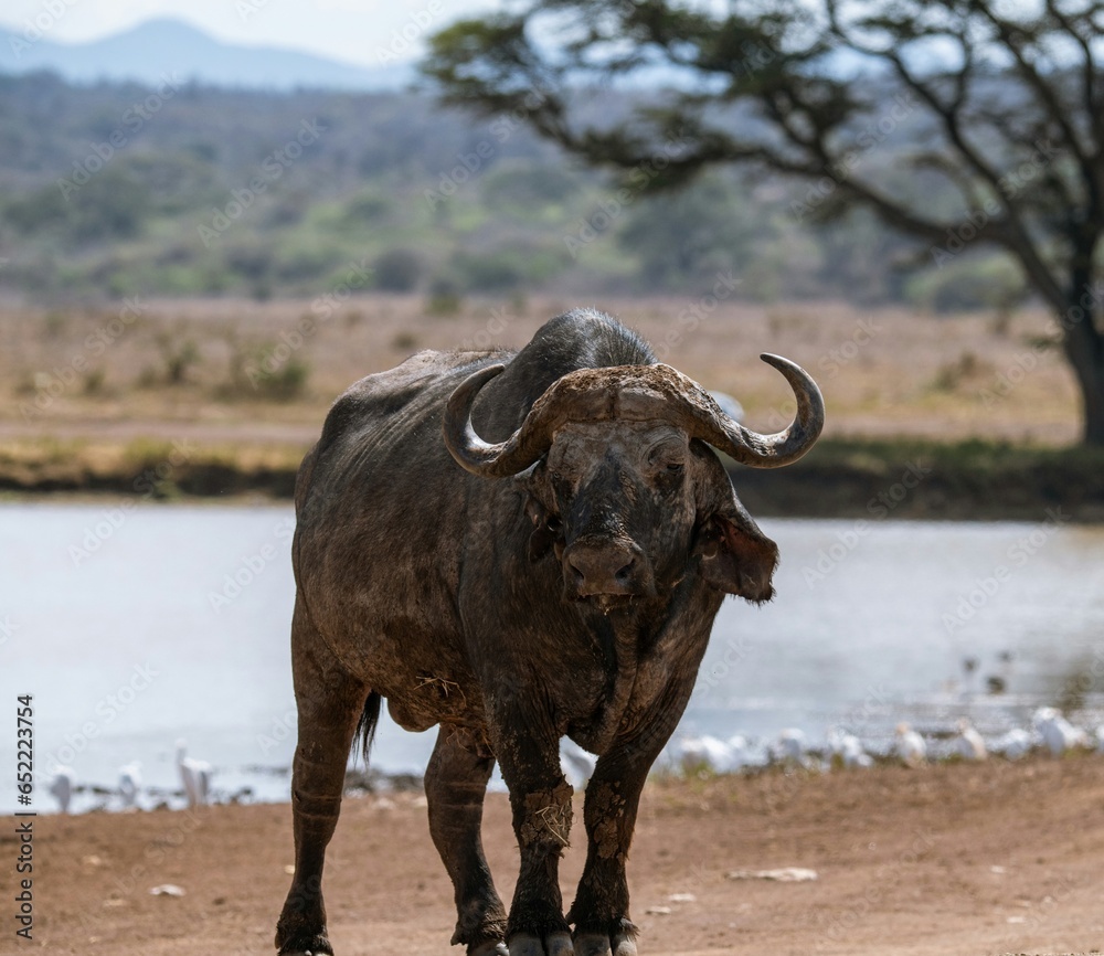 cape buffalo bull cape buffalo bull