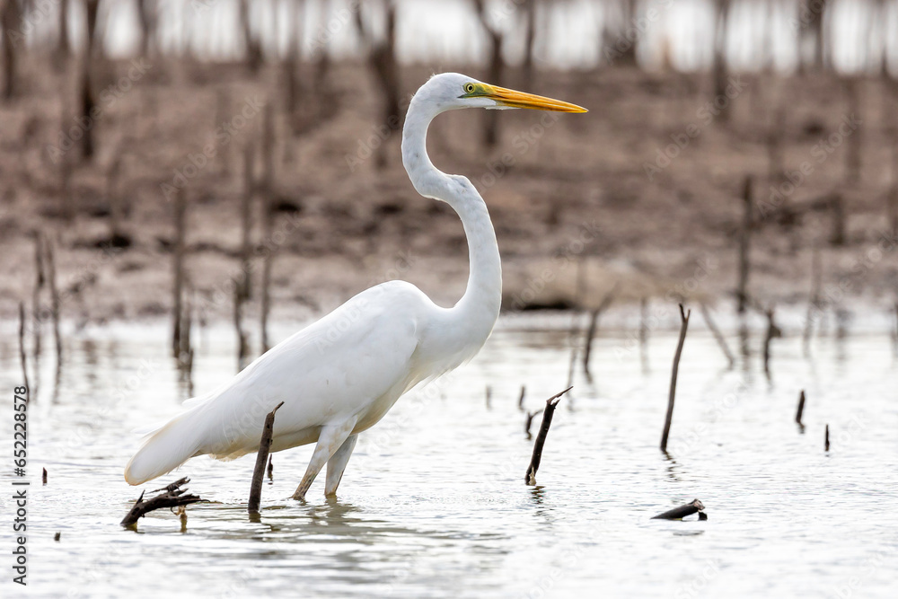 Obraz premium White egret (Ardea alba) flying above the water.