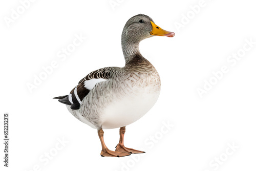a beautiful Duck on a white background studio shot isolated PNG