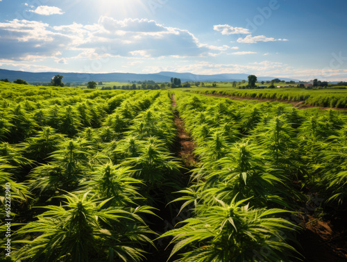 From above, a picturesque CBD hemp field is seen, emphasizing the cultivation of medicinal © cendeced
