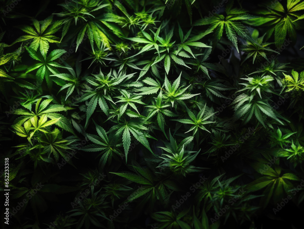 Against the backdrop of rich black, a top view showcases the greenery of marijuana vegetation plants, illustrating the process of growing cannabis indica, hemp CBD Against the backdrop of rich black, a top view showcases the greenery of marijuana vegetation plants, illustrating the process of growing cannabis indica, hemp CBD