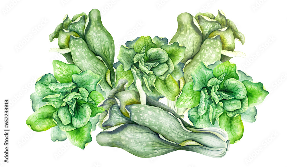 Hand drawn watercolor illustration of bok choy vegetable. Chinese cabbage isolated on white background. Superfood poster, fresh green vegetable, salad. - obrazy, fototapety, plakaty 