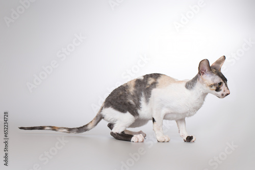 Cornish rex breed male cat posing for portrait in studio