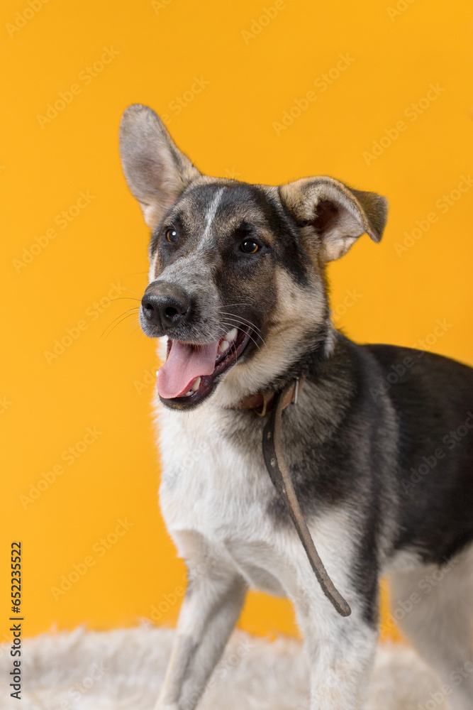 mongrel dog in an animal shelter on yellow background