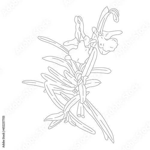 Botanical illustration Salvia rosmarinus medicinal spicy plant, sprig of blooming rosemary. Outline hand-drawn of wildflower for packaging design of tea, aromatherapy, homeopathic medicines.