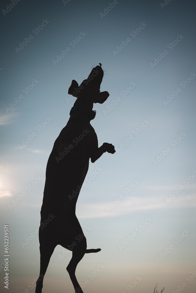 Fototapeta premium Springender Hund. Jagdhund 