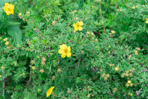 Yellow inflorescences on a bush with green leaves