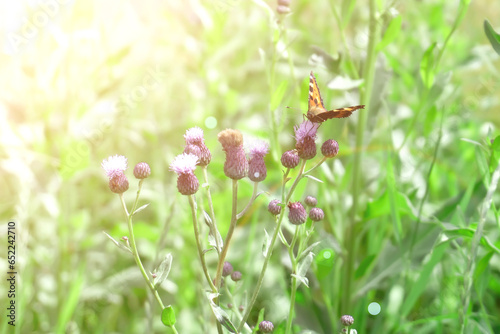 Butterfly on flowers on the background of green grass