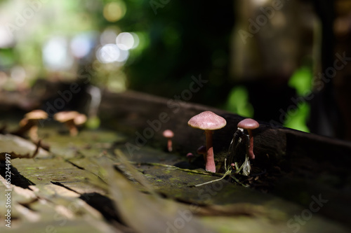 Wild mushroom on the spruce stump. Autumn time in the forest