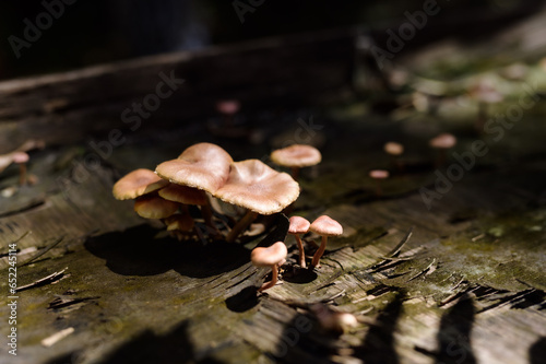 Wild mushroom on the spruce stump. Autumn time in the forest