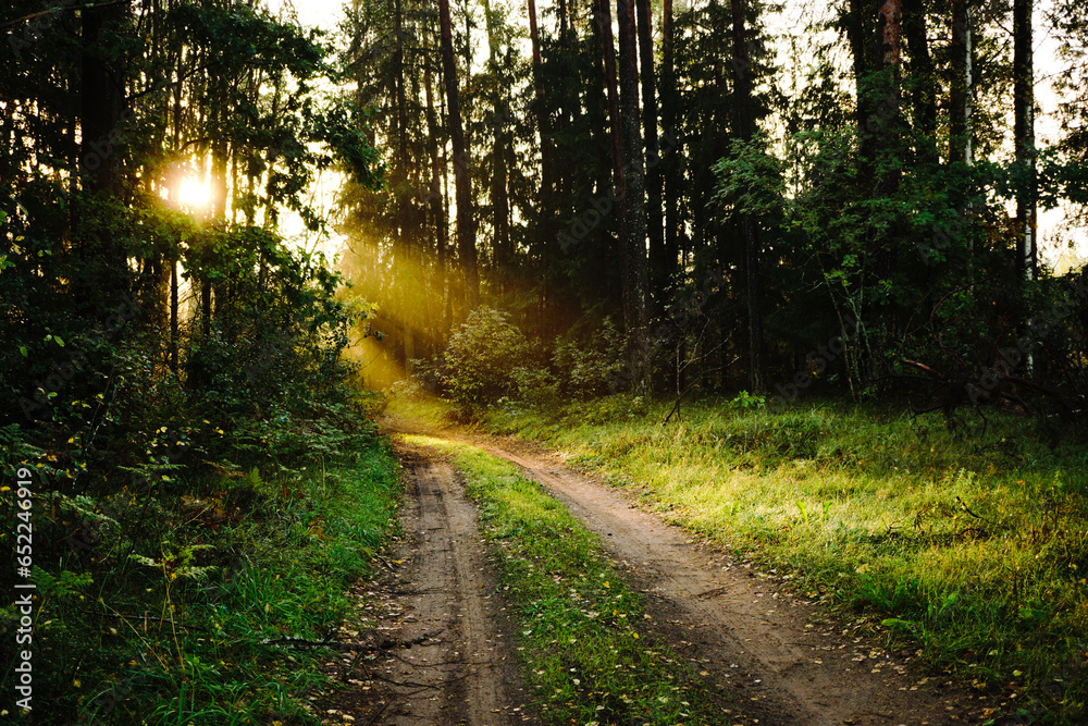 Obraz premium road in the forest