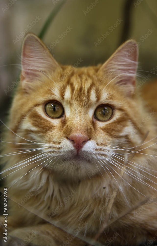 portrait of an orange tabby cat