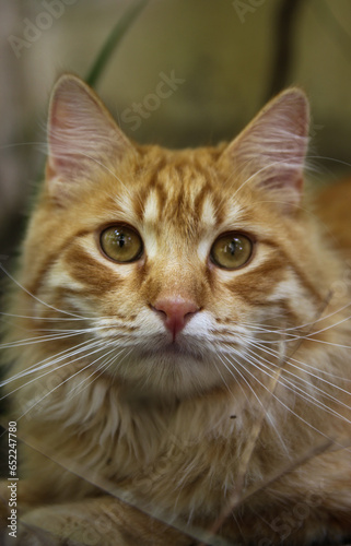 portrait of an orange tabby cat