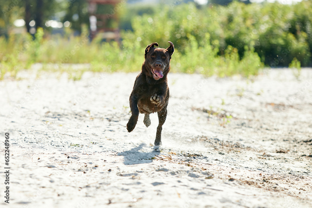 Portrait of happy dog running along river, sea coast in motion. Purebred brown retriever resting, playing on beach in summer. Happy labrador. Portrait of happy dog running along river, sea coast in motion. Purebred brown retriever resting, playing on beach in summer. Happy labrador.