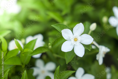 Closeup white flower in garden.Background​ Nature
