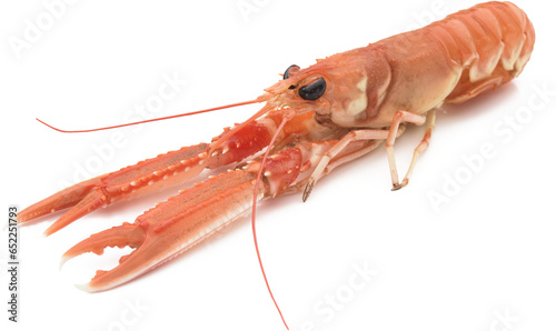 Fresh and cooked norway lobster isolated 