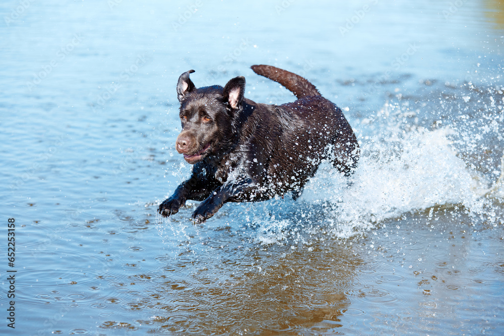 Funny dog running in river, sea in action. Portrait of brown retriever resting, playing on beach in summer. Happy labrador. Funny dog running in river, sea in action. Portrait of brown retriever resting, playing on beach in summer. Happy labrador.