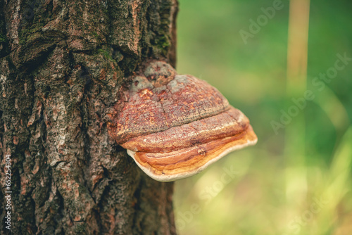 Fomitopsis pinicola on a tree