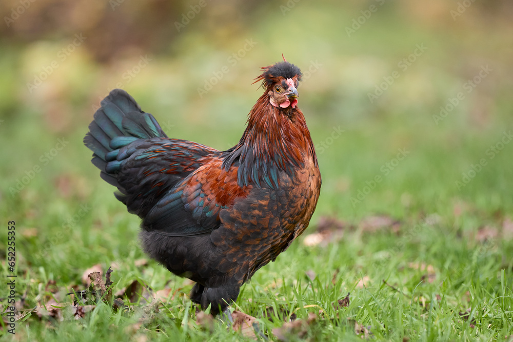 Fototapeta premium Young red rooster in the grass