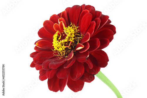 Old red zinnia