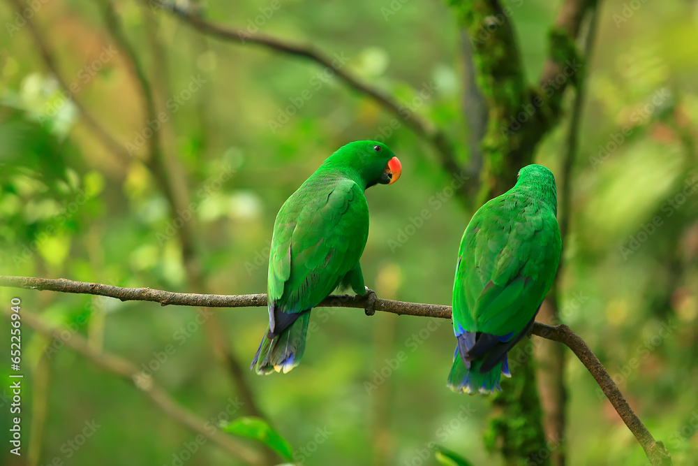 green parrots. Beautiful couple of green parrots. green parrot wildlife of tropical nature.