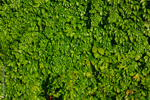 Photo of green leafy plants covering the wall surface.