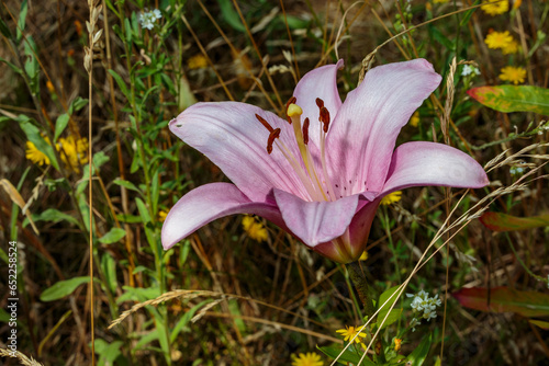 purple lily flower