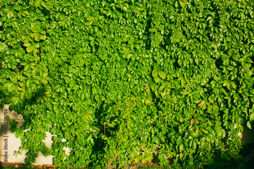 Photo of green leafy plants covering the wall surface.