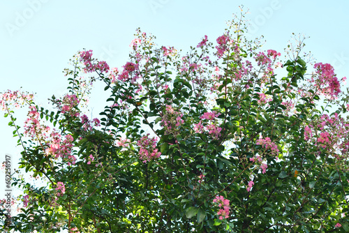 ピンク色の樹木の花 サルスベリ © araho