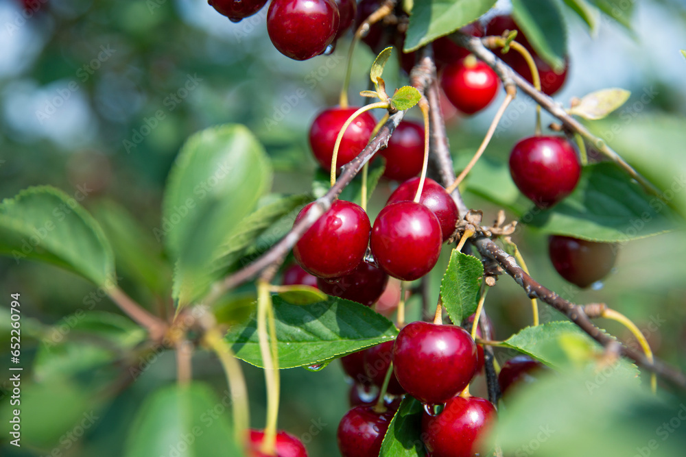 Fototapeta premium wiśnia charty owoce, red fruit, sad ogród Prunus natura przyroda piękno natury lato nature summer sunny