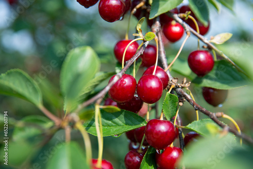 wiśnia charty owoce, red fruit, sad ogród  Prunus natura przyroda piękno natury lato nature summer sunny