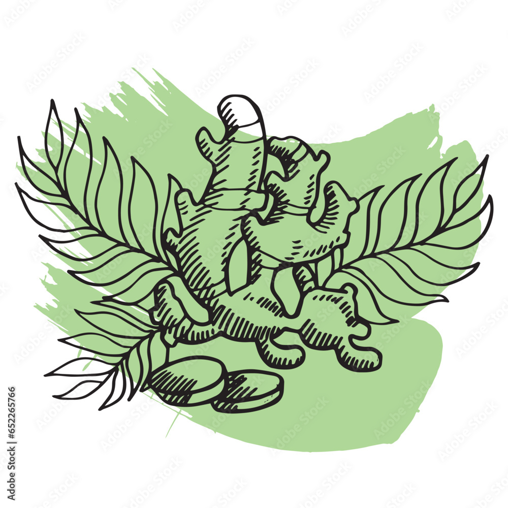 ginger with leaves hand drawing isolated vector illustration ginger with leaves hand drawing isolated vector illustration