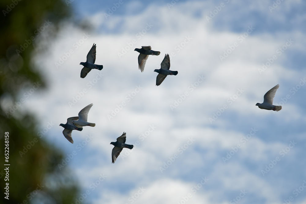 Flock of flying birds against a blurry cloudy day Flock of flying birds against a blurry cloudy day