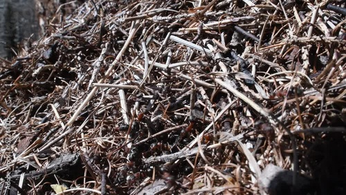 anthill , ants,  mountain, Formica rufa, Gran Paradiso National Park, Italy, Cogne