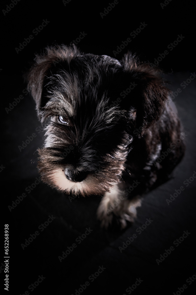 Little black miniature Schnauzer dog