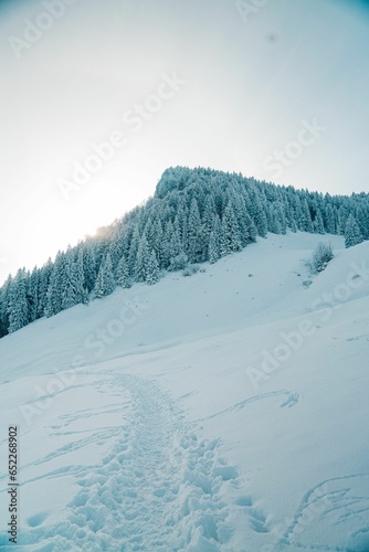 Small hillside covered in evergreen trees blanketed in a layer of glimmering snow © Marius Ismann/Wirestock Creators