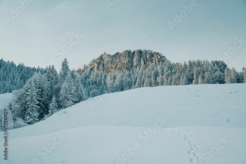 Idyllic winter scene of a small hillside with evergreen trees dusted in sparkling snow