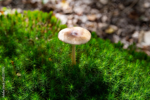 grzyb mushroom mech ściółka leśna autumn jesień  las w lesie forest natura przyroda piękno natury lato nature summer sunny  キノコ  菇  © Kima