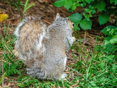 Closeup of a cute furry squirrel standing on the ground outdoors
