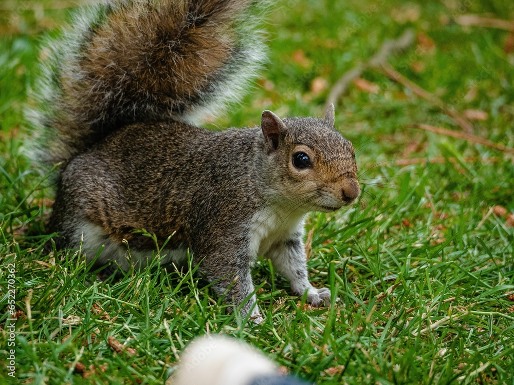 Obraz premium Closeup shot of a cute brown squirrel running around on a green grassy field