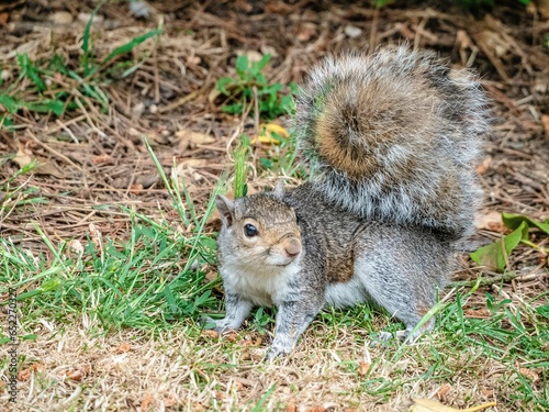 Closeup of a cute furry squirrel standing on the ground outdoors