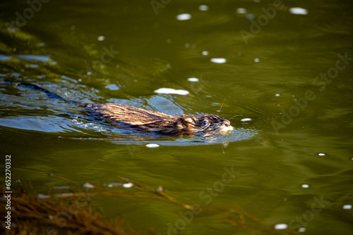 A Muskrat in the water